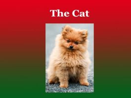 The Cat Essay
