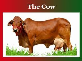 The Cow Essay