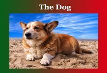 The Dog Essay The Dog Essay