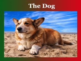 The Dog Essay