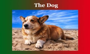 The Dog Essay